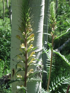 Pedicularis procera